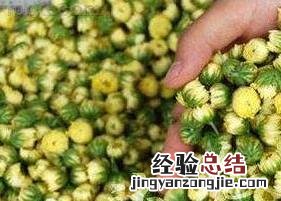 胎菊的功效与作用菊花有什么区别 胎菊的功效与作用