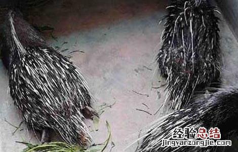 豪猪防疫技术 养猪防疫技术