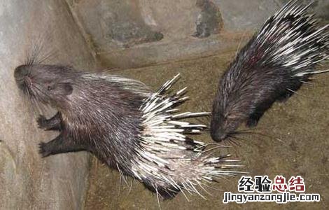 豪猪防疫技术 养猪防疫技术