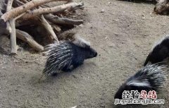 豪猪防疫技术 养猪防疫技术