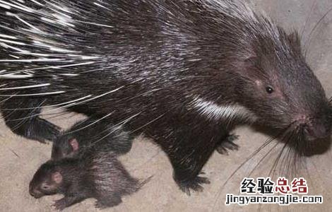 豪猪养殖引种注意事项是什么 豪猪养殖引种注意事项