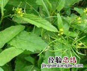 蕹菜的营养价值及功效 蔊菜的营养价值与食用方法