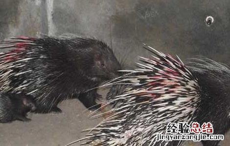 豪猪疾病治疗技术 豪猪能治病吗