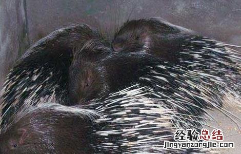 豪猪疾病治疗技术 豪猪能治病吗