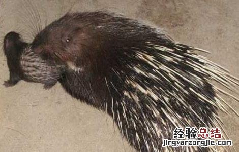 豪猪疾病治疗技术 豪猪能治病吗