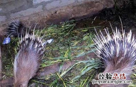 豪猪疾病治疗技术 豪猪能治病吗