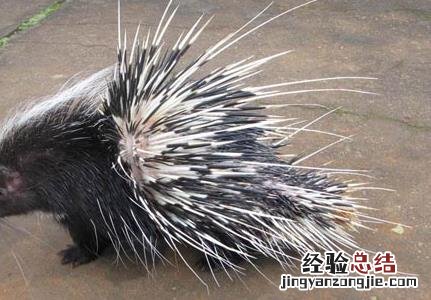 豪猪疾病治疗技术 豪猪能治病吗