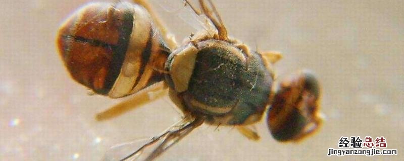 瓜实蝇防治特效药,与果实蝇有什么区别
