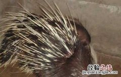 豪猪养殖技术 豪猪养殖技术和视频