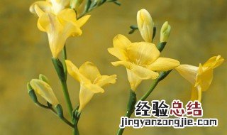 小苍兰什么季节种植好 小苍兰什么季节种