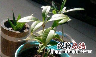 桂花树怎样扦插才能活 桂花树怎样扦插才能活的快