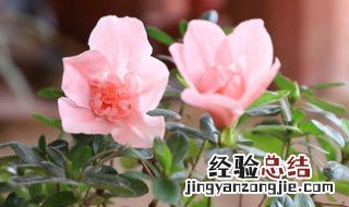 杜鹃的养护方式 杜鹃养护方法