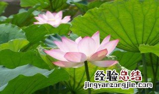 关于夏天的古诗 夏天的古诗有什么