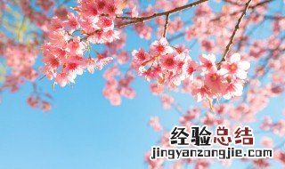 关于樱花的传说 樱花的传说故事以及花语