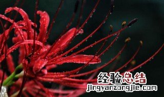 彼岸花的传说故事视频 彼岸花的传说故事