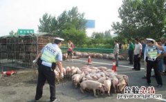 运猪车侧翻20吨活猪遭疯抢 运猪货车高速侧翻