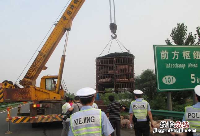 运猪车侧翻20吨活猪遭疯抢 运猪货车高速侧翻