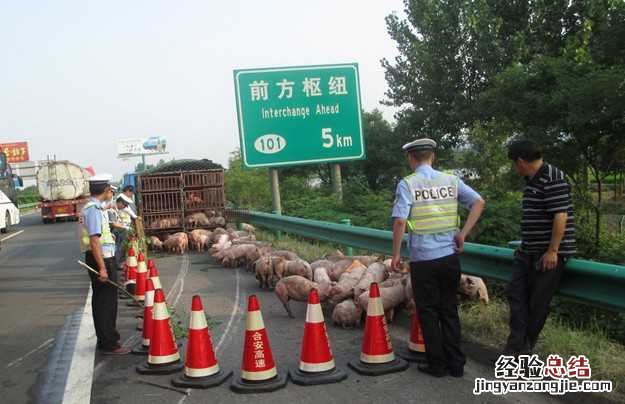 运猪车侧翻20吨活猪遭疯抢 运猪货车高速侧翻