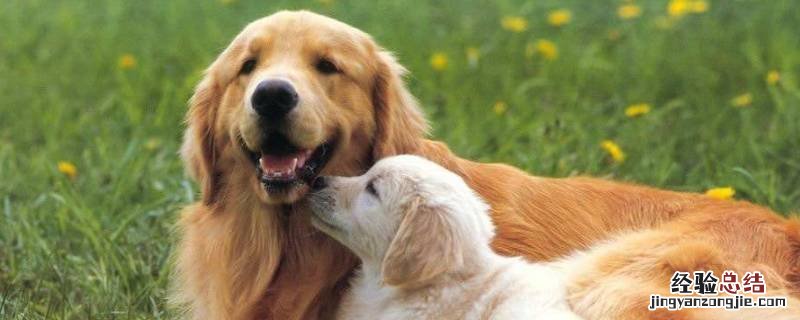 狗狗怎么防止得胰腺炎 狗狗胰腺炎怕凉吗