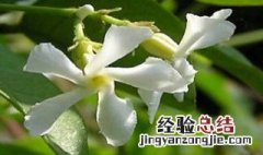 风车茉莉花期前的养护是什么 风车茉莉花期前的养护