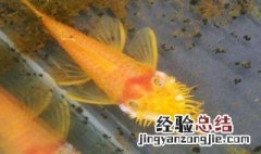 黄金大胡子繁殖技巧