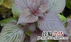 紫苏适合什么季节种植 紫苏适合什么气候生长