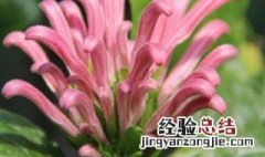 珊瑚花和海铁树的传说 铁珊瑚花图片
