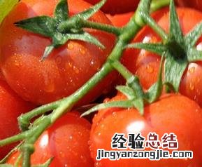 每天吃西红柿能减肥吗 吃西红柿能减肥吗