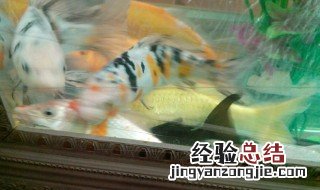 锦鲤鱼扎堆鱼缸底部不动怎么办 锦鲤在鱼缸底部不动为什么