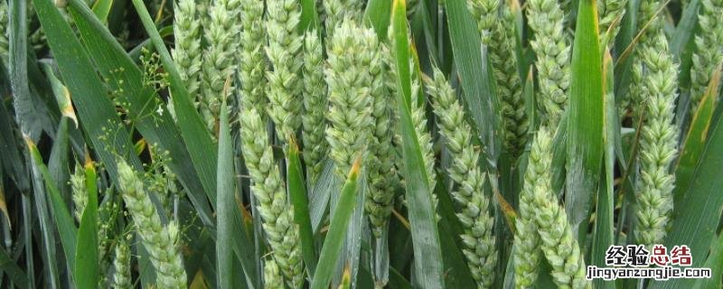 中原丰1号小麦品种简介 中原丰1号小麦品种,附麦种特性