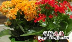 红茶菌怎么养 红茶菌怎么养?