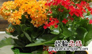 红茶菌怎么养 红茶菌怎么养?