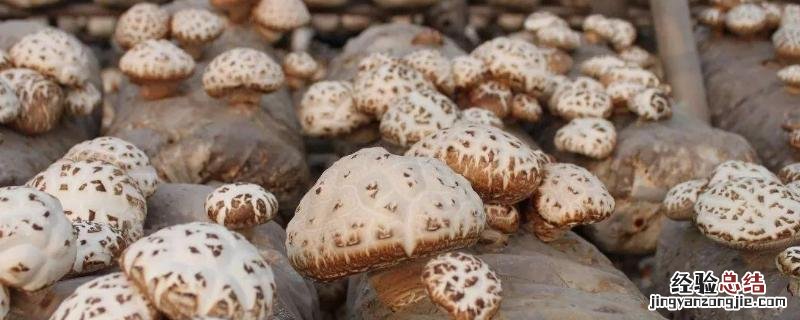 菌种制作方法 em菌种制作方法