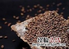 山楂决明子茶的功效和作用 山楂决明子茶的功效和作用禁忌