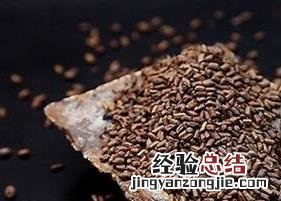 山楂决明子茶的功效和作用 山楂决明子茶的功效和作用禁忌