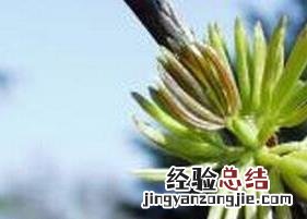 杜仲雄花茶的功效与作用 杜仲雄花茶的功效与作用价格