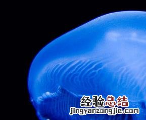 水母能吃吗 水母能吃吗怎么吃法