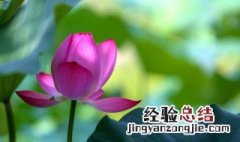 送给大家六首最美荷花诗词 最美的荷花诗词