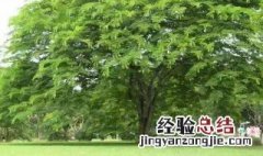 菩提树的传说 塔尔寺菩提树的传说