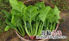 菠菜鸡蛋小方做法大全 菠菜鸡蛋小方做法