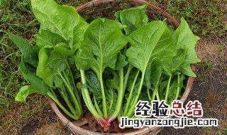 菠菜鸡蛋小方做法大全 菠菜鸡蛋小方做法