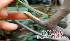 果树为什么要嫁接,不直接种 果树为什么要嫁接