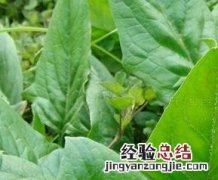菠菜子的功效与作用 菠菜子的功效与作用及禁忌