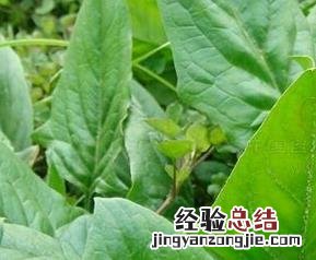 菠菜子的功效与作用 菠菜子的功效与作用及禁忌