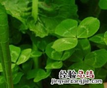 苜蓿的功效与作用 苜蓿的营养价值 苜蓿的功效与作用