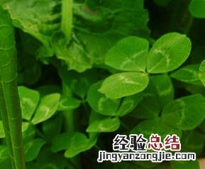 苜蓿的功效与作用 苜蓿的营养价值 苜蓿的功效与作用