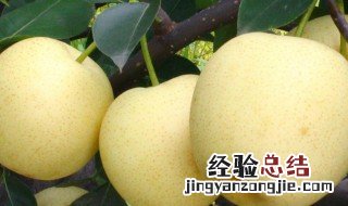 梨子是寒性水果吗 梨子是寒性水果还是热性水果