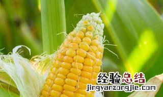 自制紫玉泥的做法 芋泥怎么做