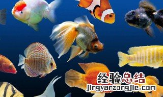 十大新手养不死的淡水观赏鱼有哪些 十大新手养不死的淡水观赏鱼