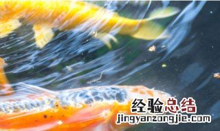 家里养的锦鲤为什么不繁殖呢 锦鲤为什么不繁殖